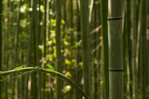 Bamboo Forest bildbanksfoto