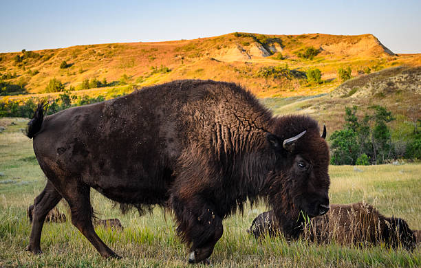 istock Theodore Roosevelt National Park, 505864862