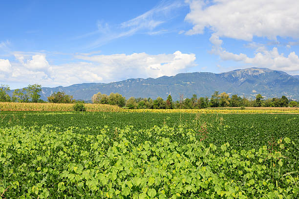 istock Agriculture, field of soybean 505864912