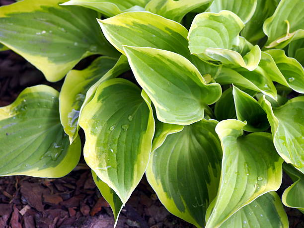 istock Variegated Hosta in the morning. 505865048