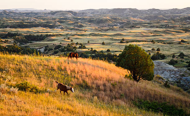 Theodore Roosevelt National Park,