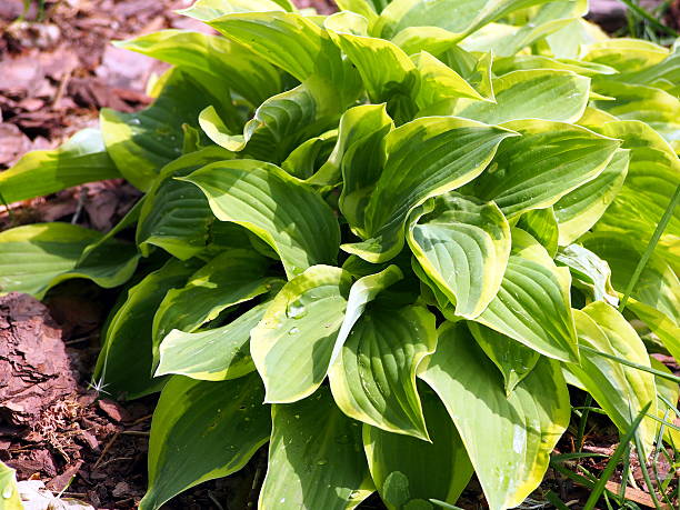 istock Variegated Hosta in the morning. 505865188
