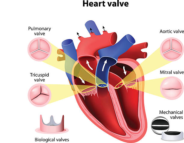 клапан сердца хирургического - human cardiovascular system human heart human vein blood flow stock illustrations