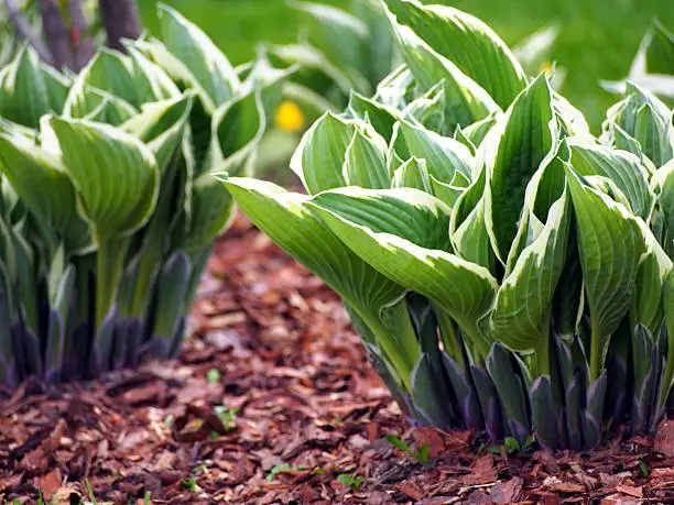 Green and white Hostas in the park.