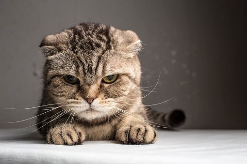 Funny Evil Gray Striped Cat Stock Photo - Download Image Now - Domestic  Cat, Anger, Humor - iStock