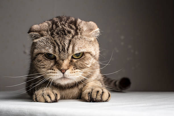 143,100+ Bad Cat Stock Photos, Pictures & Royalty-Free Images - iStock