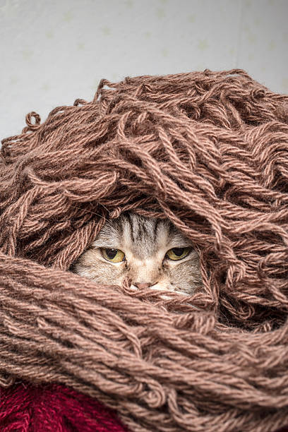 istock Cat in a pile thread woolen yarn 505867130