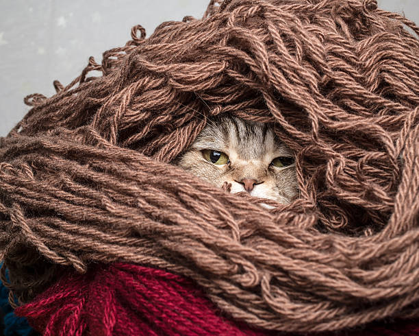 istock Cat in a pile thread woolen yarn 505867158