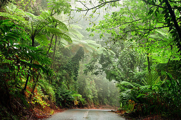 parco nazionale del fiume daintree con - tropical rain forest foto e immagini stock