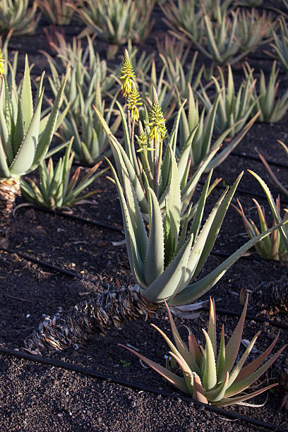 Aloe Vera plants on the field stock photo