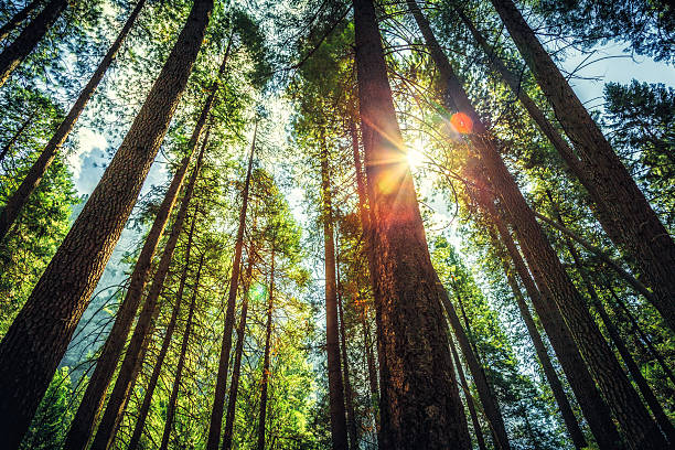 luz del sol a través de las tall trees - pinar fotografías e imágenes de stock