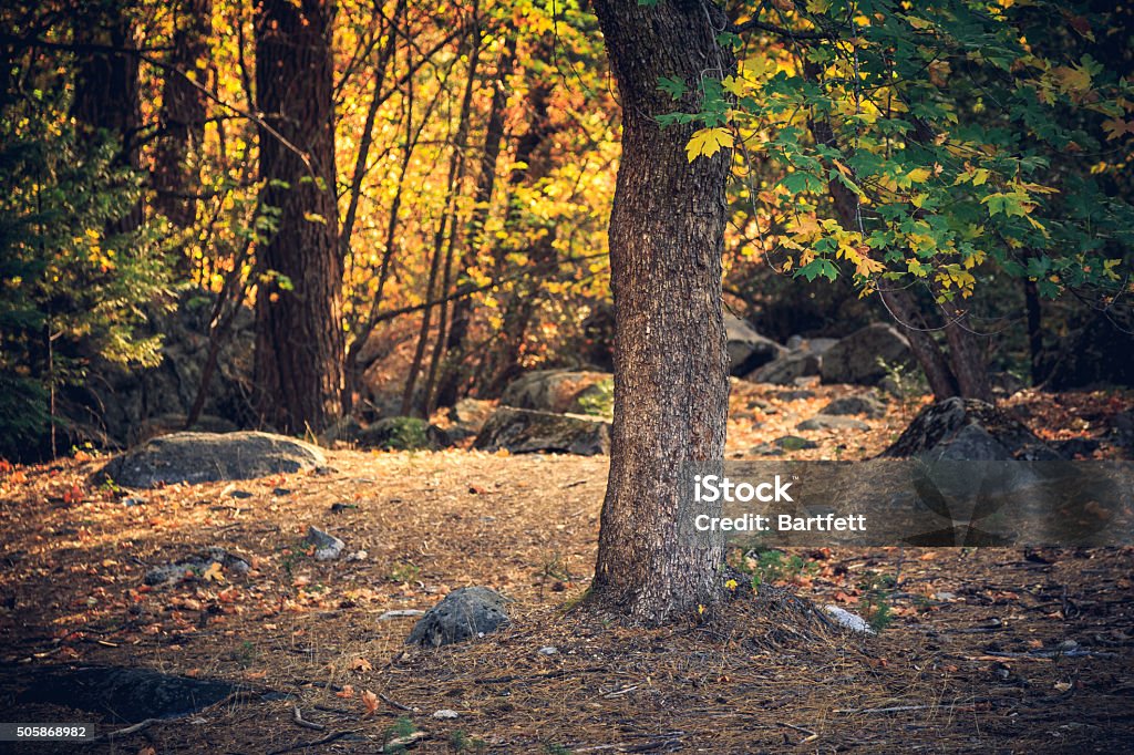 Autumn in the Forest Yosemite National Park, California Autumn Stock Photo