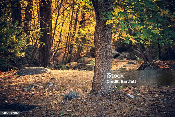 Autumn In The Forest Stock Photo - Download Image Now - Autumn, Backgrounds, Branch - Plant Part