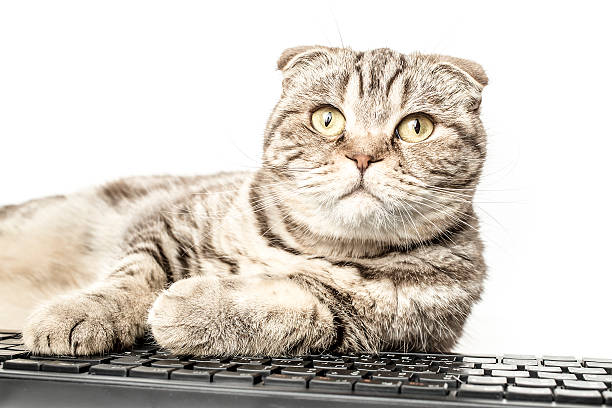 istock Serious striped cat Scottish Fold works lying at the computer 505869634