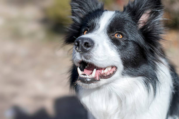istock Border collie portrait at nature environment 505869660