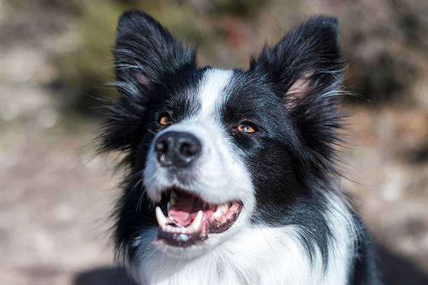 istock Border collie portrait at nature environment 505869686