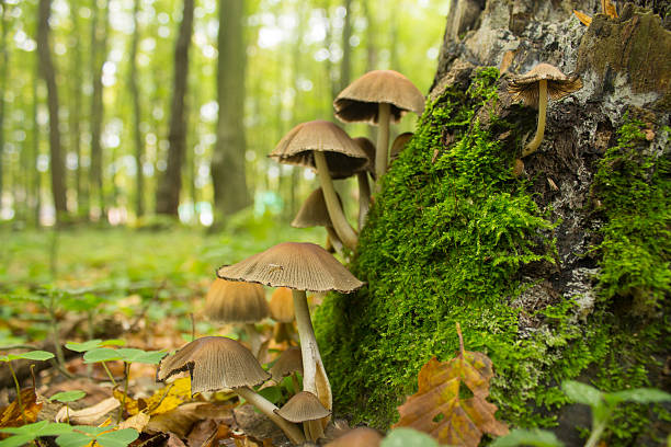 istock many mushroom in autumn forest 505870101