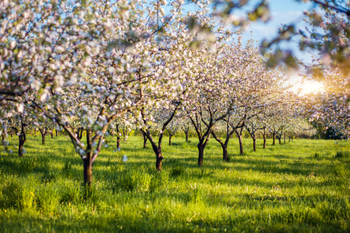 Macro Blooming peach trees in early spring in Aitona, Spain