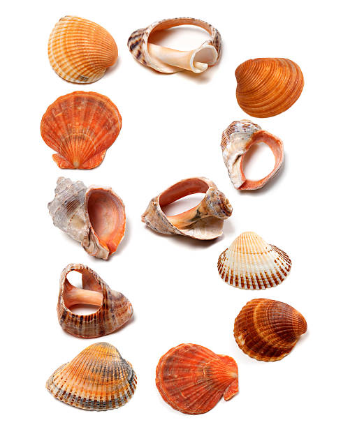 istock Letter B composed of seashells 505870725