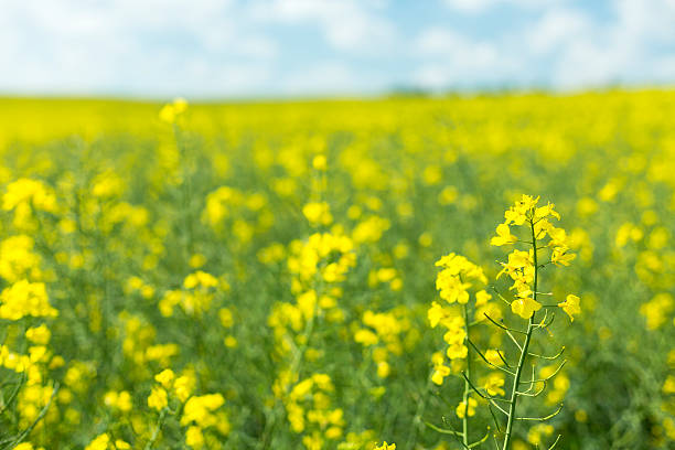 istock Rape Field Yellow Flowers 505870999