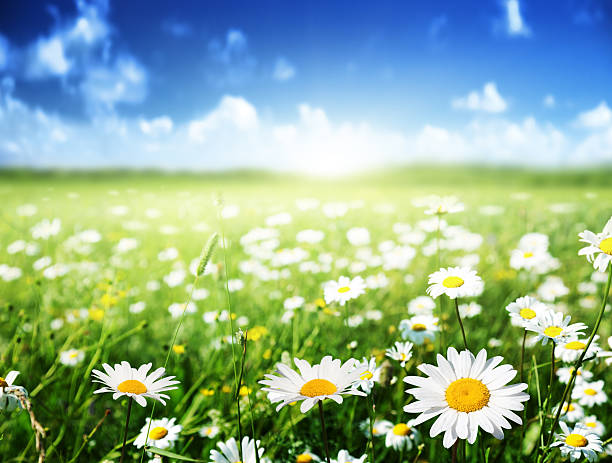 istock field of daisy flowers 505871125