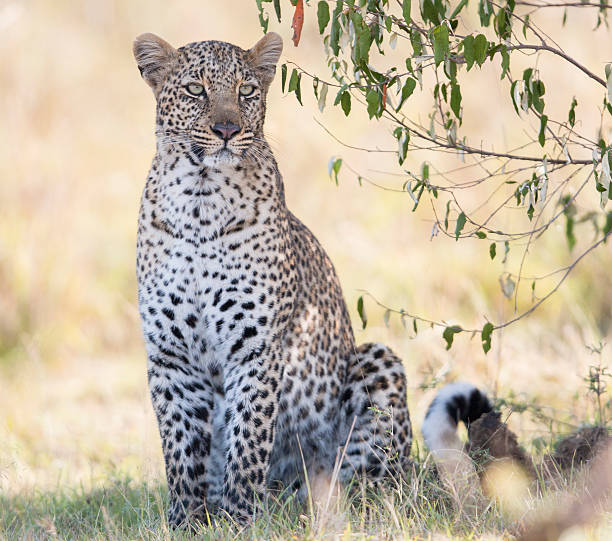 leopard in the shade - leopard 2 個照片及圖片檔