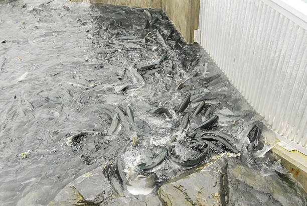istock Salmon Trapped Spawning in Prince William Sound Alaska 505871580
