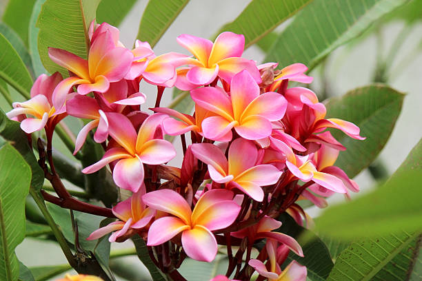 istock Pink and Yellow Plumeria 505871632