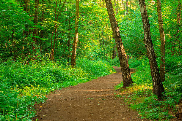 istock path in an empty summer forest in the early morning 505872047