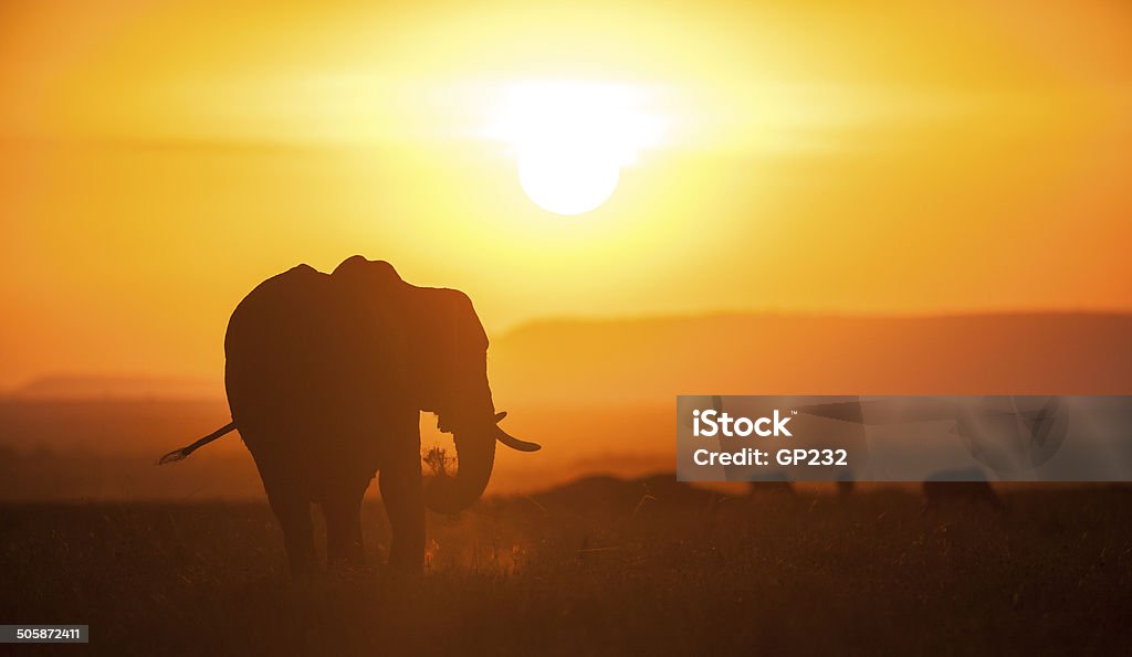 Elefanten im Sonnenuntergang - Lizenzfrei Sonnenuntergang Stock-Foto