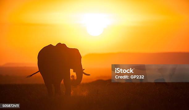 Elefanten Im Sonnenuntergang Stockfoto und mehr Bilder von Sonnenuntergang - Sonnenuntergang, Masai Mara-Reservat, Elefant