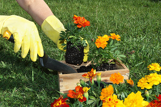 eintopfen blumen - formal garden flower bed women grass stock-fotos und bilder