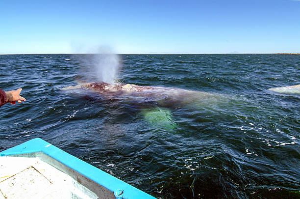 Grey Whale Blow A grey whale exhales on the surface.  Laguna San Ignacio, Baja California, Mexico. gray whale stock pictures, royalty-free photos & images