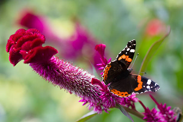 istock Butterfly on the flower 505873123