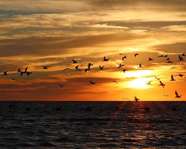 istock Gulls silhouetted against beautiful sunset over ocean 505873144