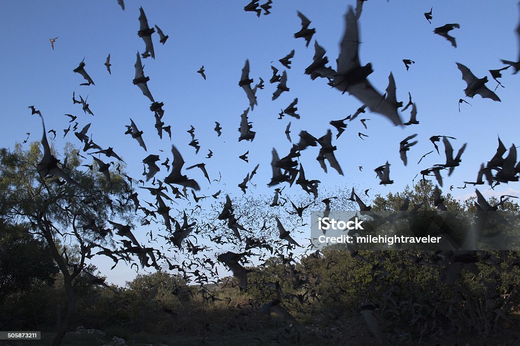 Nuages de cuisine mexicaine gratuit à bats, au Texas - Photo de Chauve-souris libre de droits