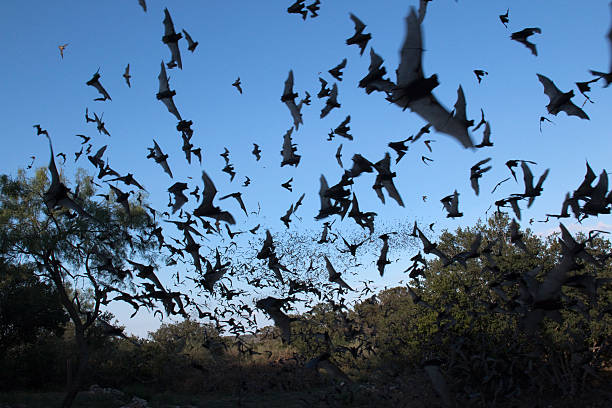 Clouds of Mexican free-tailed bats Texas Over a million Mexican free-tailed bats stream into the evening sky for a night of consuming insects in the Texas Hill Country west of Austin. bat stock pictures, royalty-free photos & images