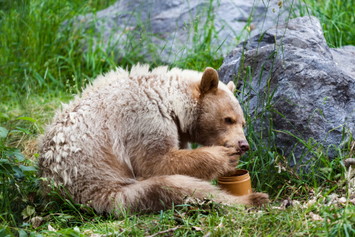 A hungry white Kermode or Spirit Bear licks honey from its paw off a honey jar.