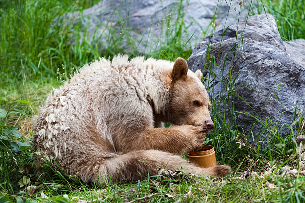 Kermode (Spirit) Bear Eating Honey stock photo