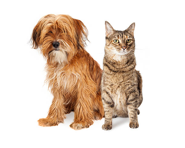 istock Shaggy Dog and Tabby Cat Sitting Together 505873532