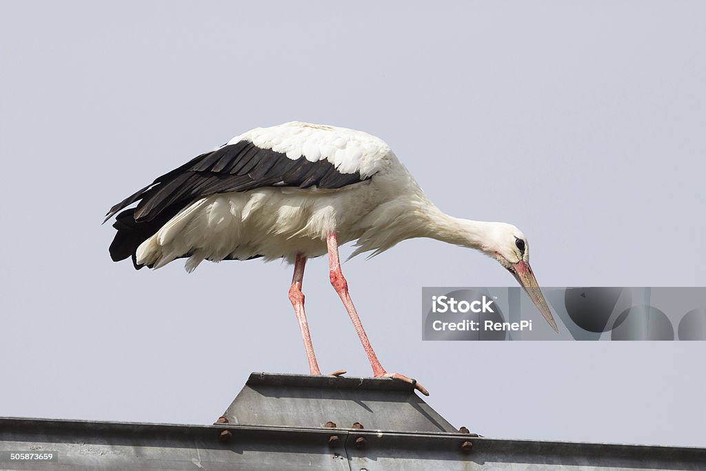 Balancing Stork Taken on July 29th, 2014 in the south-east of Austria in Burgenland, Königsdorf. There's a stork family in the town these days and one is visting us each day a few times, resting on top of the house. Animal Stock Photo