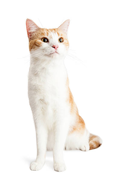 istock Orange and White Kitten Sitting up Tall 505873714