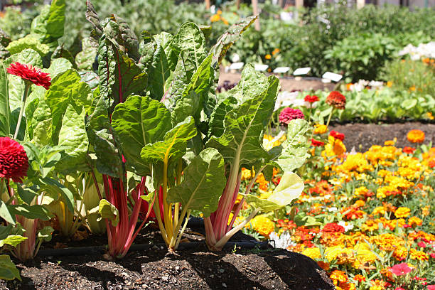 jovem jardim - gardening single flower house flower imagens e fotografias de stock