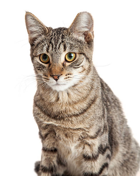 istock Beautiful Closeup Cat Grey and Black 505873770