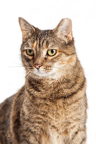 istock Tabby Cat Closeup Ear Tipped 505873814
