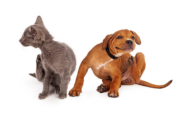 istock Kitten and Puppy Scratching 505873832