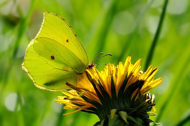 istock gonepteryx rhamni, male 505873847