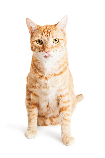 istock Cute Orange Tabby Cat Sitting Tongue Out 505873858