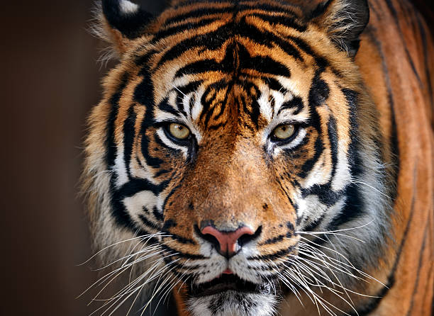 tiger close-up of a tiger animal head stock pictures, royalty-free photos & images