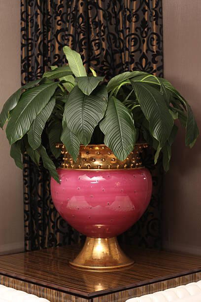 istock Green plant in pot at table decorating the room 505874200